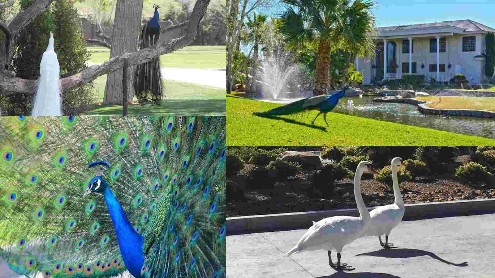 The Peacock Population