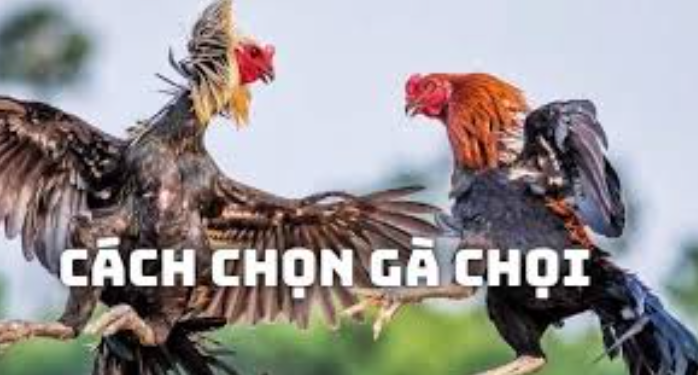 Hướng dẫn chi tiết cách nuôi gà đá cựa sắt hiệu quả - Hướng dẫn chi tiết cách nuôi gà đá cựa sắt hiệu quả ()