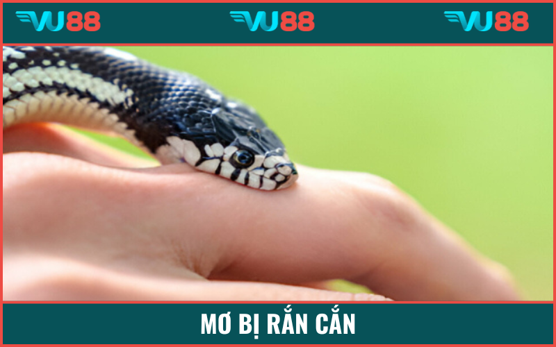 Giải mã ý nghĩa hình ảnh bị rắn cắn trong mơ