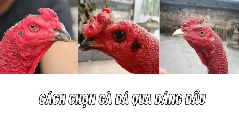 Lựa chọn gà đá hay qua dáng đầu chính xác nhất hiện nay