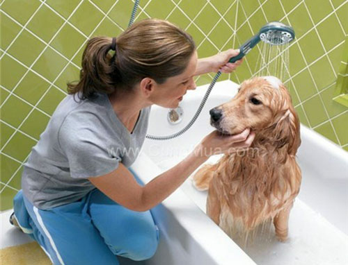 Thú cưng bị nấm da có lây sang người không? Cách phòng tránh 4
