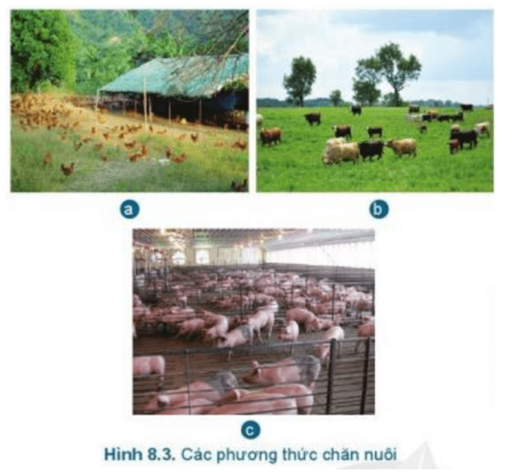 BÀI 8.GIỚI THIỆU CHUNG VỀ CHĂN NUÔIMỞ ĐẦUCâu hỏi : Em hãy kể tên một số sản phẩm của chăn nuôi mà em biết ? Đáp án chuẩn:Thịt lợn, trứng, áo lông cừu, sữa1. VAI TRÒ VÀ TRIỂN VỌNG CỦA CHĂN NUÔI1.1 Vai trò của chăn nuôiCâu hỏi : Chăn nuôi có vai trò như thế nào đối với con người, kinh tế và xã hội?Đáp án chuẩn:Cung cấp thực phẩm, nguyên liệu công nghiệp, năng lượng và phân bón.Luyện tập : Em hãy quan sát Hình 8.1 và nêu một số vai trò của chăn nuôiĐáp án chuẩn:Cung cấp thực phẩm, nguyên liệu cho công nghiệp chế biến, sức kéo, phân bónVD. Em hãy kể tên một số loại vật nuôi ở địa phương em và nêu những lợi ích của chúng?Đáp án chuẩn:Trâu: cung cấp thực phẩm, sức kéo, phân bón cho cây trồng1.2. Triển vọng của chăn nuôiCâu hỏi: Em hãy cho biết những lợi thế phát triển chăn nuôi của nước ta .Đáp án chuẩn:Nhu cầu ngày càng tăng, liên kết doanh nghiệp mở rộng, ứng dụng công nghệVD. Địa phương em có những lợi thế nào để phát triển chăn nuôi ?Đáp án chuẩn:Điều kiện tự nhiên, khí hậu ôn hoà, giao thông thuận tiện 2. MỘT SỐ VẬT NUÔI PHỔ BIẾN Ở NƯỚC TA2.1.Một số vật nuôi bản địaCâu hỏi: Em hãy đọc nội dung mục 2 và cho biết tên, địa điểm của một số vật nuôi phổ biến ở Việt Nam.Đáp án chuẩn:- Dê cỏ: màu lông đa dạng, tầm vó nhỏ- Bò vàng: lông màu nâu vàng, u vai nổi, tầm vóc nhỏ2.2.Một số vật nuôi ngoại nhậpLuyện tập : Hãy quan sát các loại vật nuôi trong Hình 8.2 và gọi tên chúng?Đáp án chuẩn:a.Lợn Sócb.Bò Holstein Friesianc.Trâu Việt Namd.Gà Ross 308e.Bò vàngg.Lợn Móng Cáih.Dê cỏi.Lợn Landracek.Gà riVD. Trong các loại vật nuôi kể trên, loại nào được nuôi phổ biến ở địa phương em?Đáp án chuẩn:Trâu Việt Nam, gà ri, lợn Móng Cái3. CÁC PHƯƠNG THỨC CHĂN NUÔI PHỔ BIẾN Ở VIỆT NAMCâu hỏi: Hãy kể tên các phương thức chăn nuôi phổ biến ở nước ta .Đáp án chuẩn:Nuôi chăn thả tự do, nuôi công nghiệp, nuôi bán công nghiệpLuyện tập : Em hãy quan sát Hình 8.3 và gọi tên các phương thức chăn nuôi tương ứng.Đáp án chuẩn:- Hình a: Nuôi bán công nghiệp- Hình b: Nuôi chăn thả tự do- Hình c: Nuôi công nghiệpVD. Hãy kể tên các phương thức chăn nuôi ở địa phương em. Phương thức đó áp dụng cho những loại vật nuôi nào?Đáp án chuẩn:- Chăn thả tự do (gà, vịt), nuôi công nghiệp (lợn)4. MỘT SỐ NGÀNH NGHỀ TRONG CHĂN NUÔI