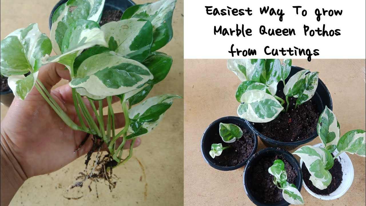 Propagate Marble Queen Pothos