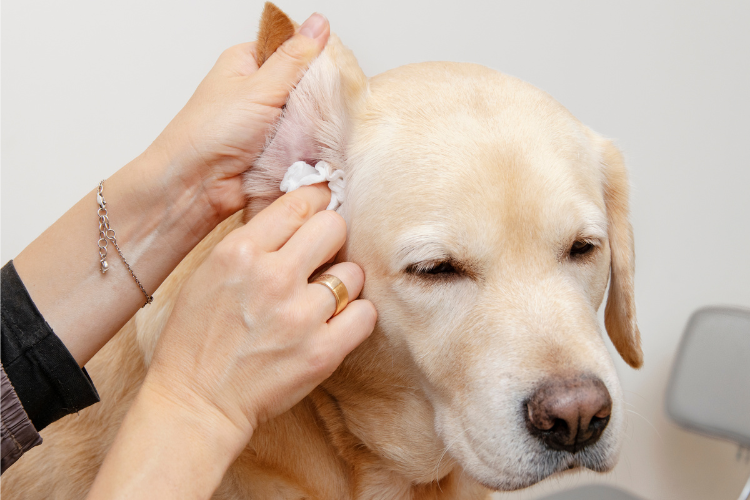 Cleaning a dog's ear with wipes.