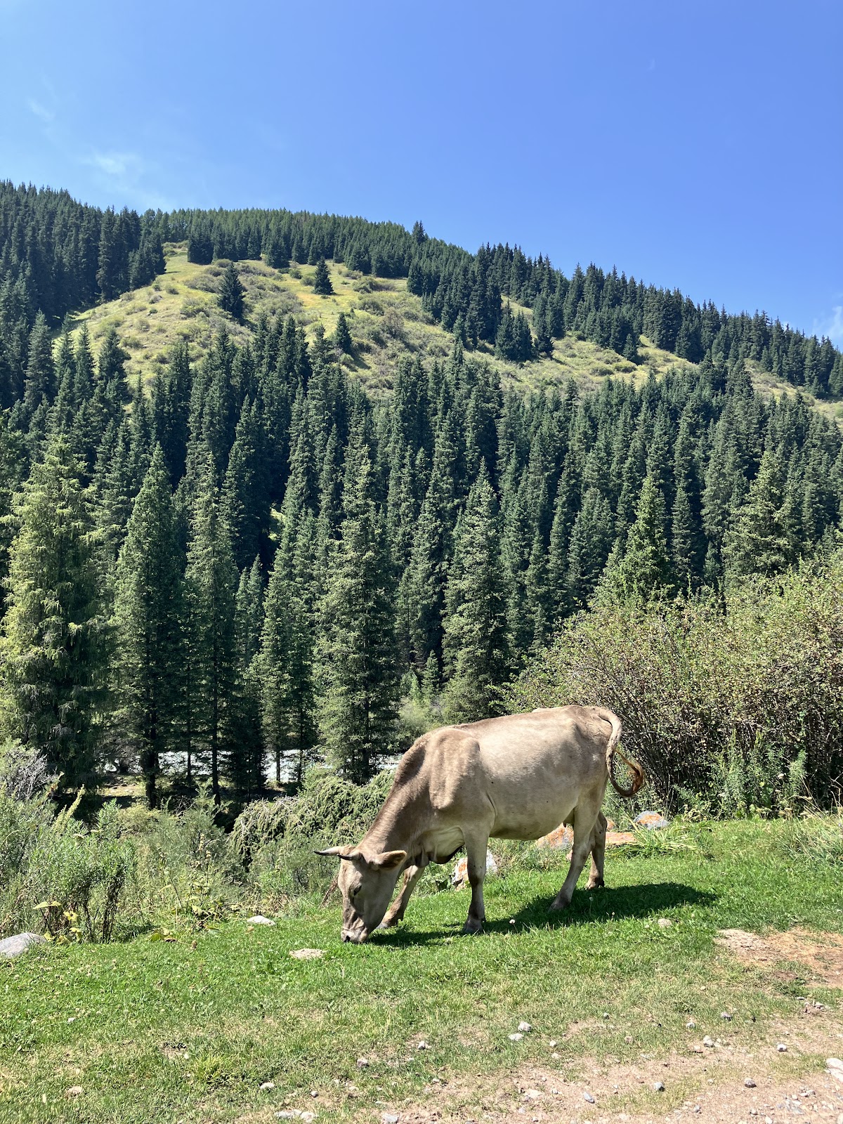 The Way to Ala Kul Trek | Cow in the Mountains