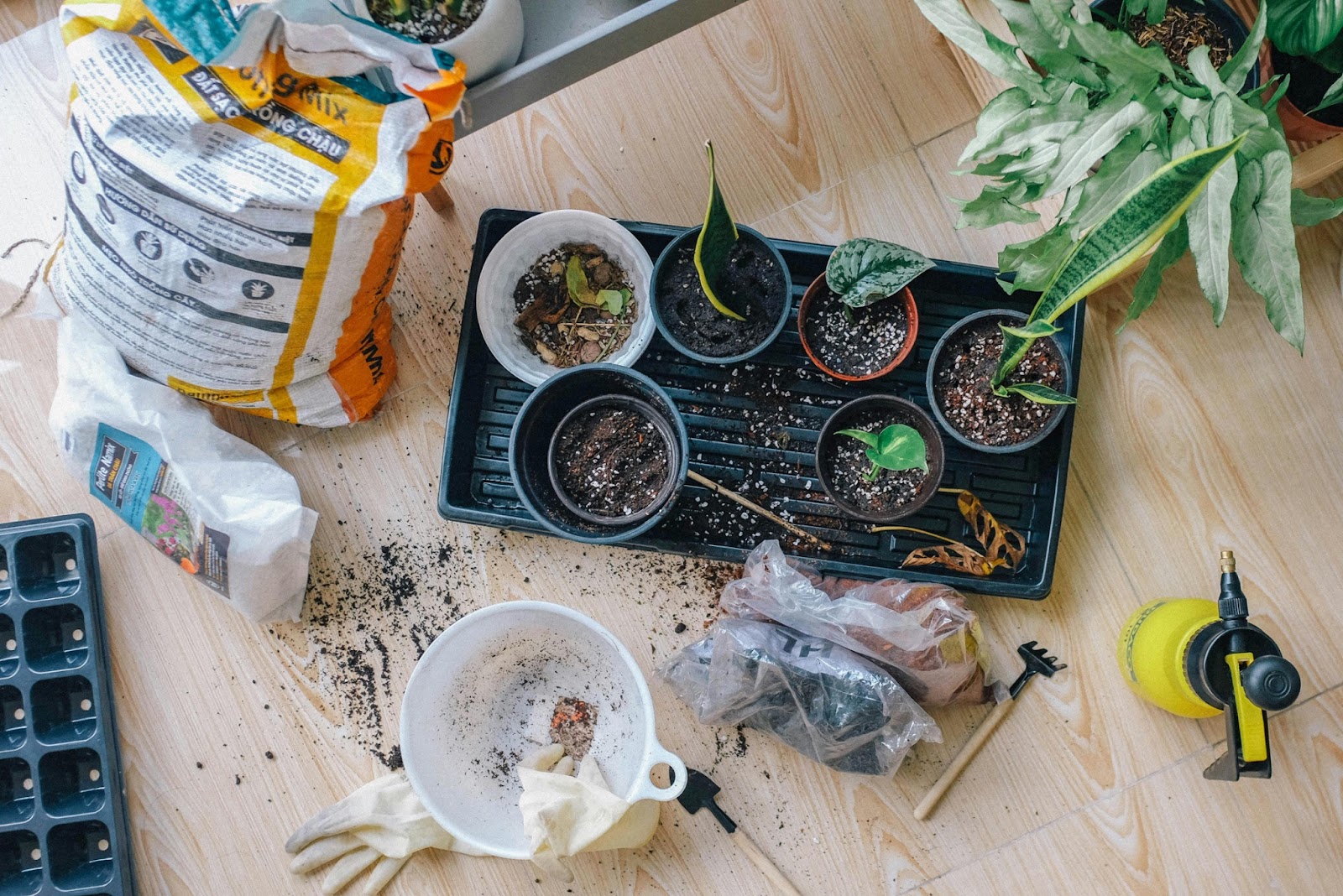 Indoor gardening setup with potted plants, potting mix bags, and gardening tools on a wooden floor.