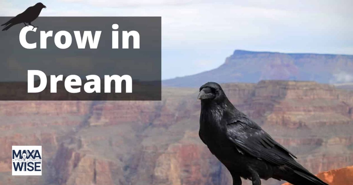 What Do Crows Symbolize?