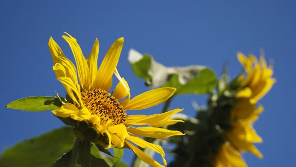 sunflower