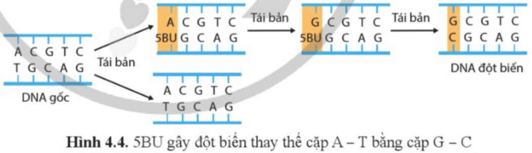 BÀI 4. ĐỘT BIẾN GENE