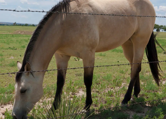 Buttermilk Buckskin Horses