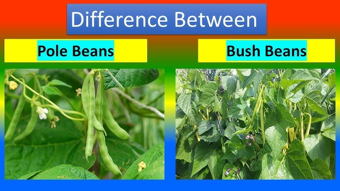 Pole Beans vs. Bush Beans