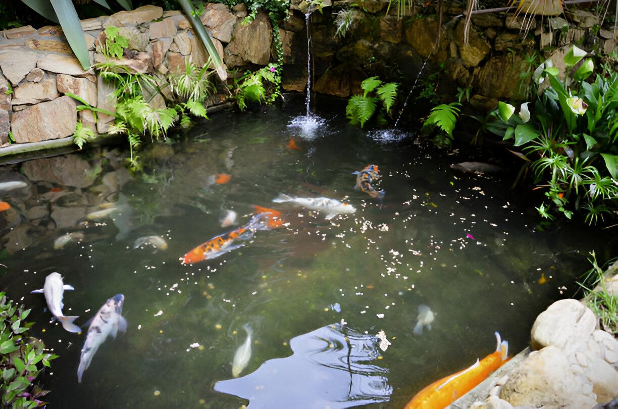 C:\Users\Admin\Pictures\Why Add Koi Pond to Your Property 02.jpg