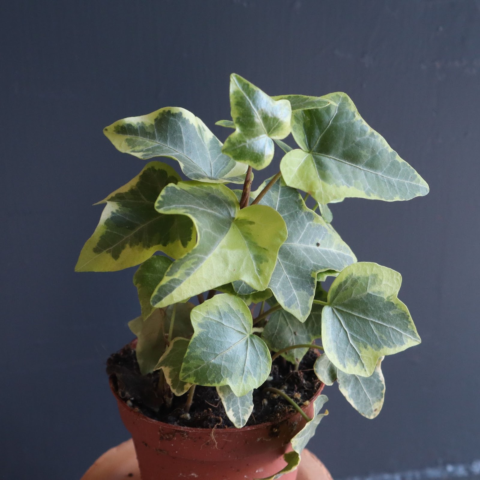 plantas trepadoras paludario