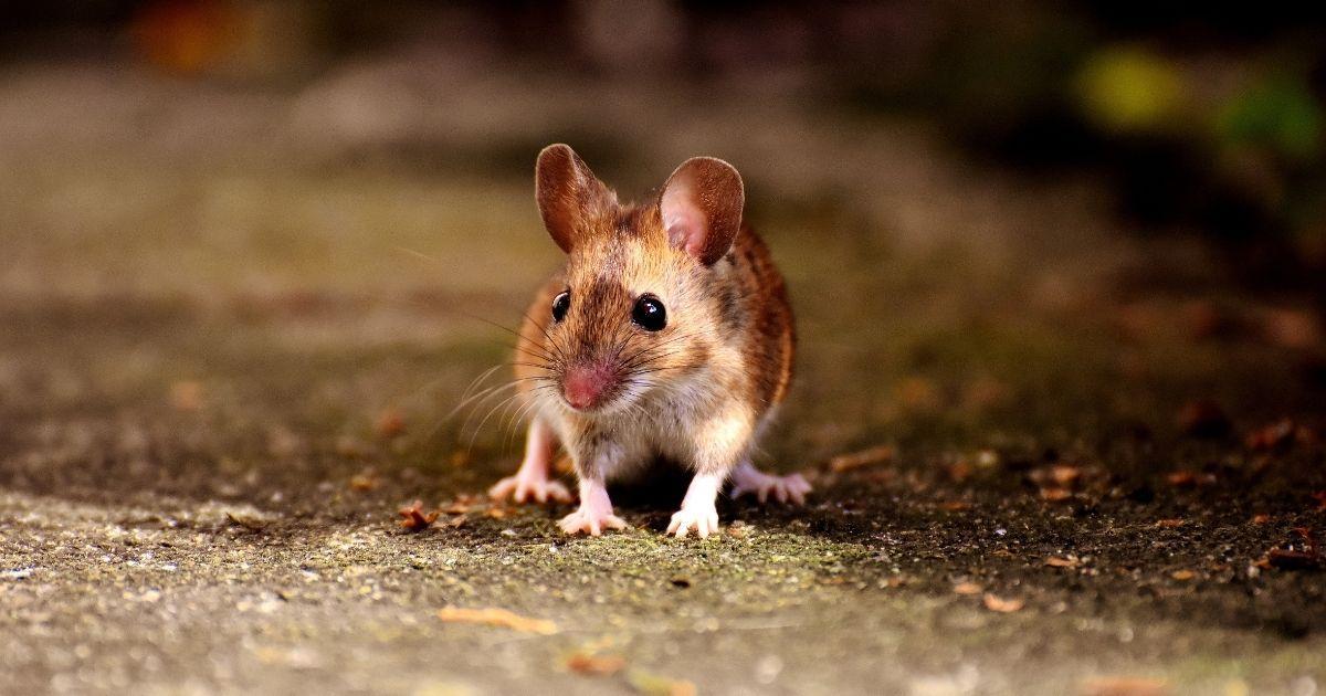 Benefits of Hiring a Mice Control Expert