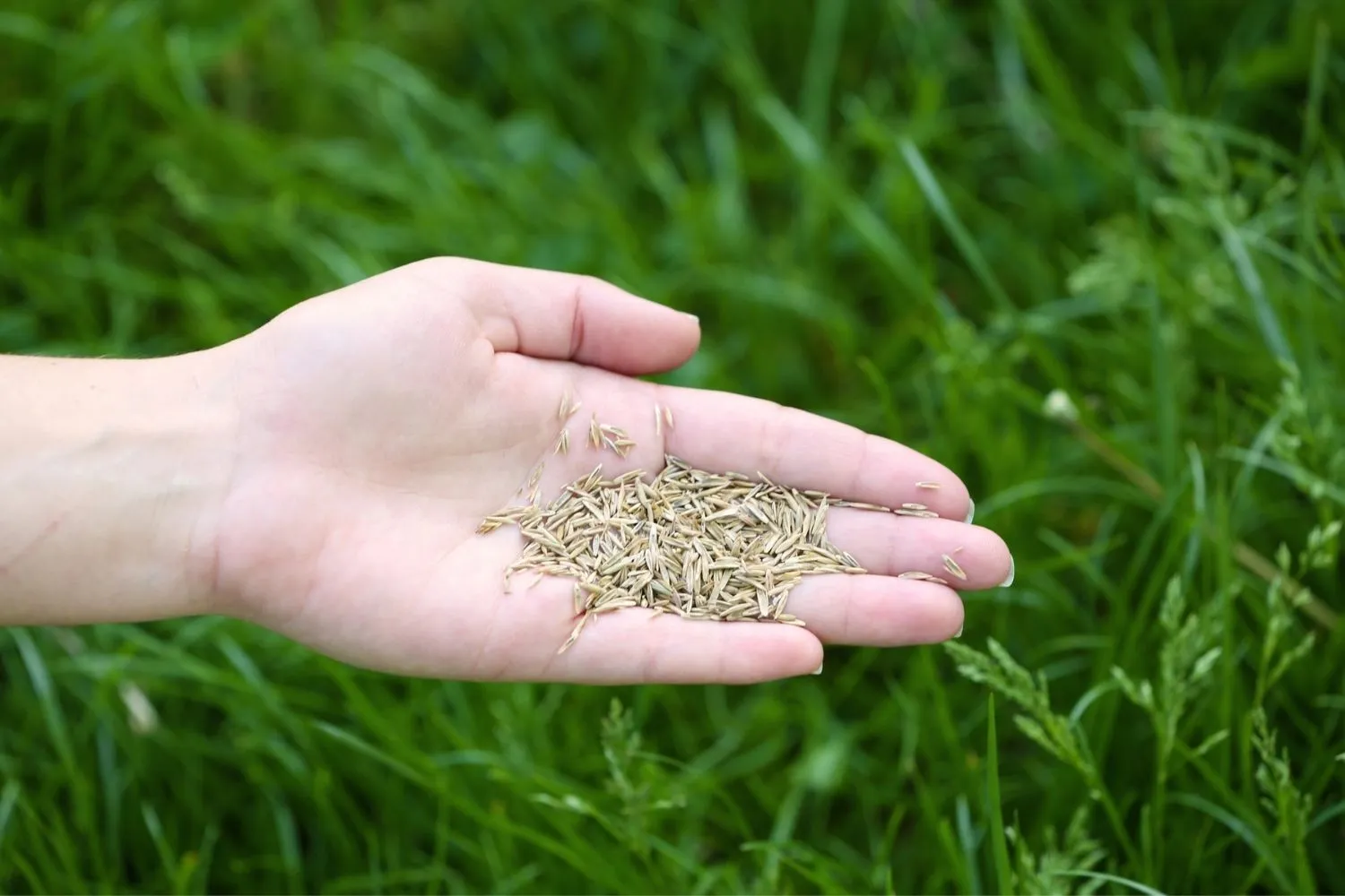 Kentucky Bluegrass Seed