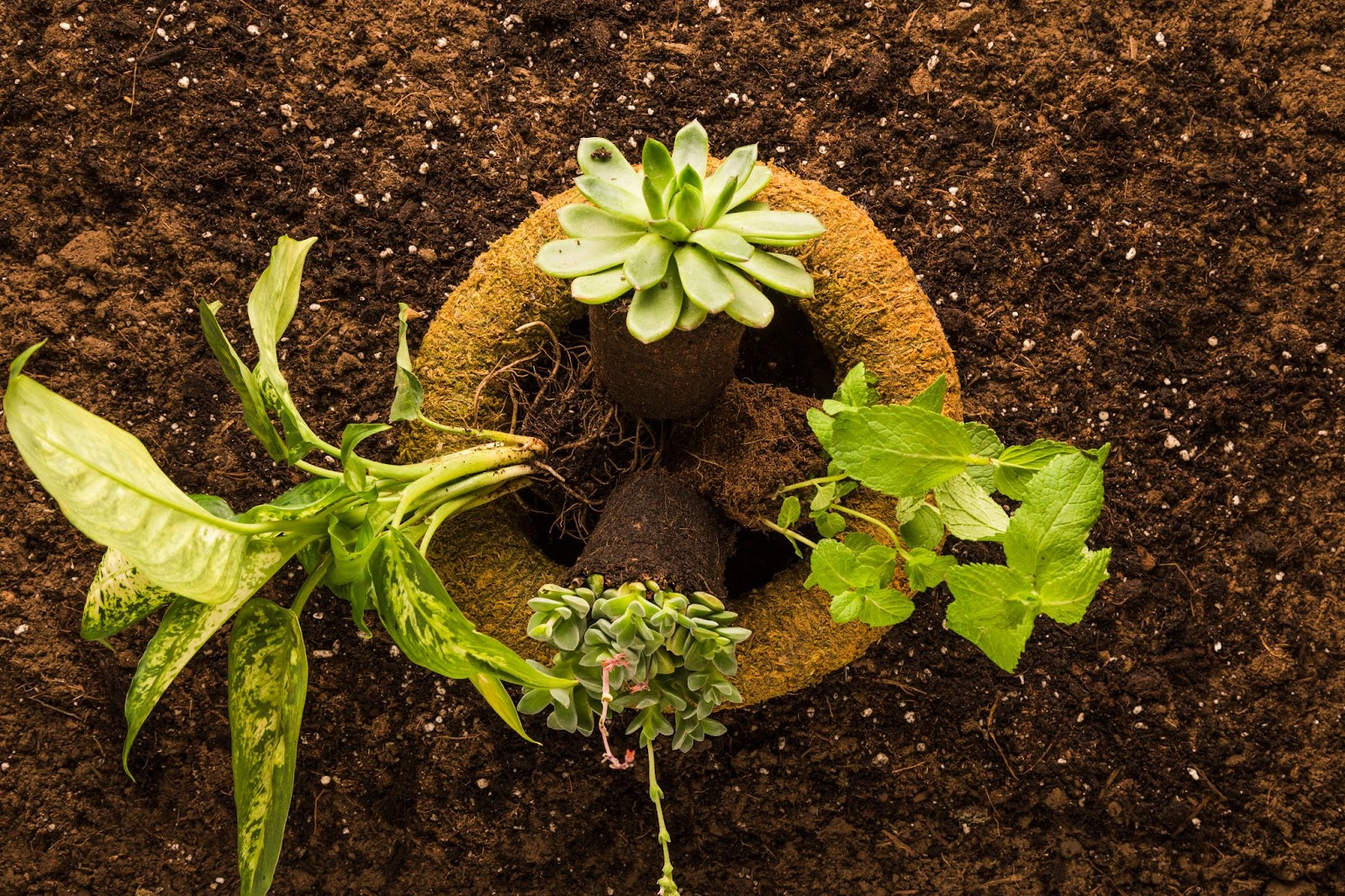 Peat Moss