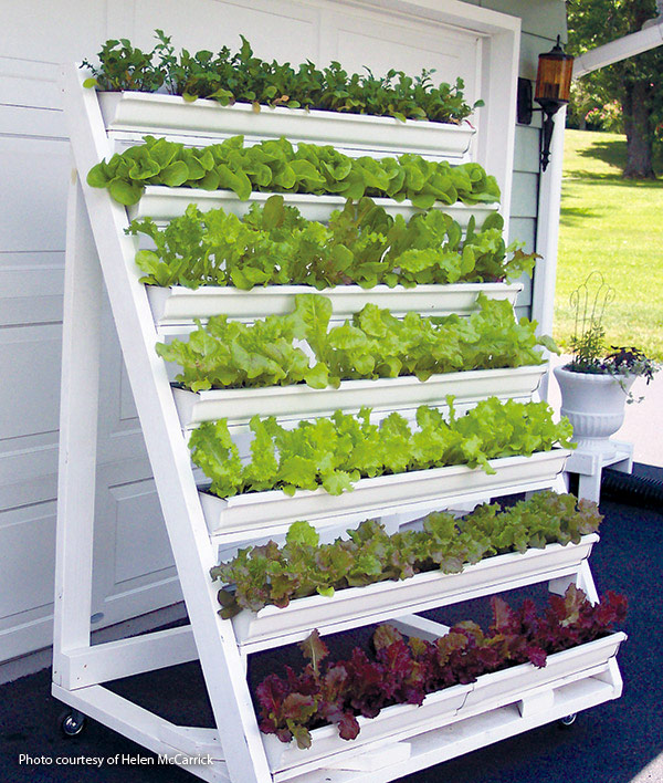 Grow fresh greens at home: A guide to nutrient-packed veggies