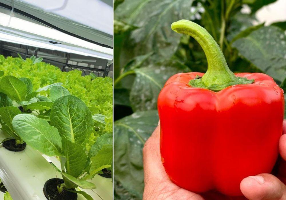 red capsicum farming hydroponics