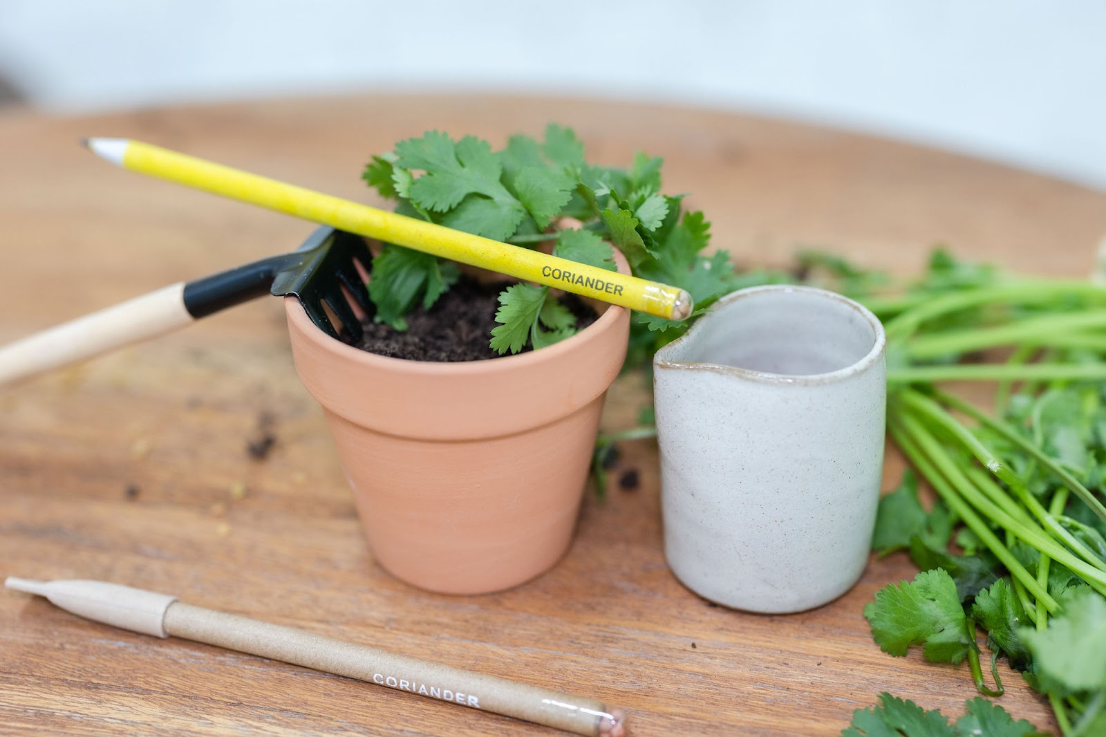 Purple and Pure - EcoGrow Seed Pencils – Coriander