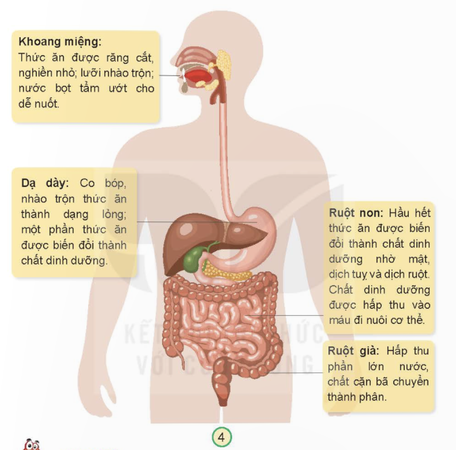 BÀI 18. CƠ QUAN TIÊU HÓAMỞ ĐẦUCâu hỏi: Điều gì sẽ xảy ra với thức ăn khi chúng ta ăn vào cơ thể?Đáp án chuẩn:Khi chúng ta ăn thức ăn vào cơ thể, thức ăn sẽ đi đến các bộ phận của cơ quan tiêu hóa.KHÁM PHÁCâu 1: Hãy chỉ và nói tên các bộ phận của cơ quan tiêu hóa.Đáp án chuẩn:- Các bộ phận của cơ quan tiêu hóa: MiệngTuyến nước bọt Thực quảnGanTúi mậtTụyRuột nonRuột giàHậu môn.Câu 2: Cơ quan tiêu hóa gồm những bộ phận nào?Đáp án chuẩn:Các bộ phận của cơ quan tiêu hóa: MiệngTuyến nước bọt Thực quảnGanTúi mậtTụyRuột nonRuột giàHậu môn.THỰC HÀNHCâu 1: Ghép các thẻ chữ thích hợp vào sơ đồ cơ quan tiêu hoá.Đáp án chuẩn: Câu 2: Hãy chỉ vị trí một số bộ phận của cơ quan tiêu hoá trên cơ thể em.Đáp án chuẩn:Học sinh chỉ một số bộ phận của cơ quan tiêu hóa trên cơ thể em.KHÁM PHÁCâu 1: Chỉ đường đi của thức ăn trên sơ đồ dưới đây.Đáp án chuẩn:Quá trình tiêu hóa diễn ra từ miệng đến tuyến nước bọt, thực quản, dạ dày gan, túi mật, tụy, ruột non, ruột già và đến hậu môn.Câu 2: Hãy nói về tiêu hóa thức ăn ở một số bộ phận của cơ quan tiêu hóa.Đáp án chuẩn:Khoang miệng: thức ăn được răng cắt, nghiền nhỏDạ dày: co bóp, nhào trộn thức ăn thành dạng lỏngRuột non: hầu hết thức ăn được biến đổi thành chất dinh dưỡng nhờ mật, dịch tụy và dịch ruột. Chất dinh dưỡng được hấp thu vào máu đi nuôi cơ thể.Ruột già: hấp thu phần lớn nước, chất cặn bã chuyển thành phân.THỰC HÀNHCâu hỏi: Chơi trò chơi: “Đó là bộ phận nào?”Đáp án chuẩn:Học sinh tham gia trò chơiVẬN DỤNG