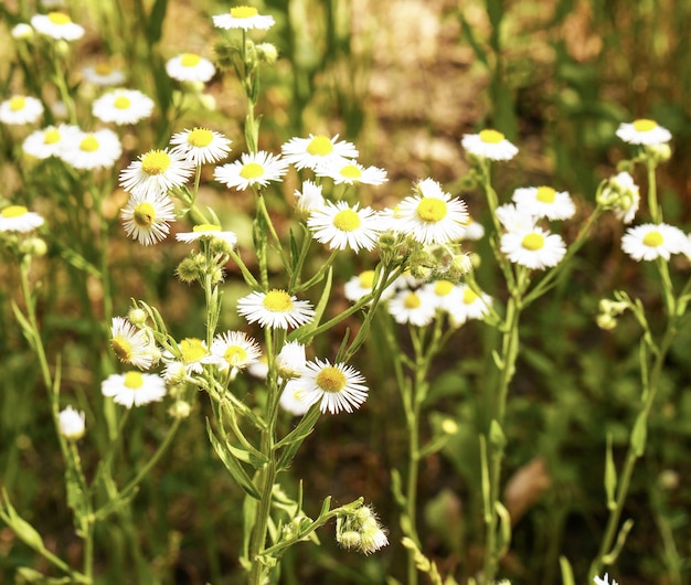 Fleabane
