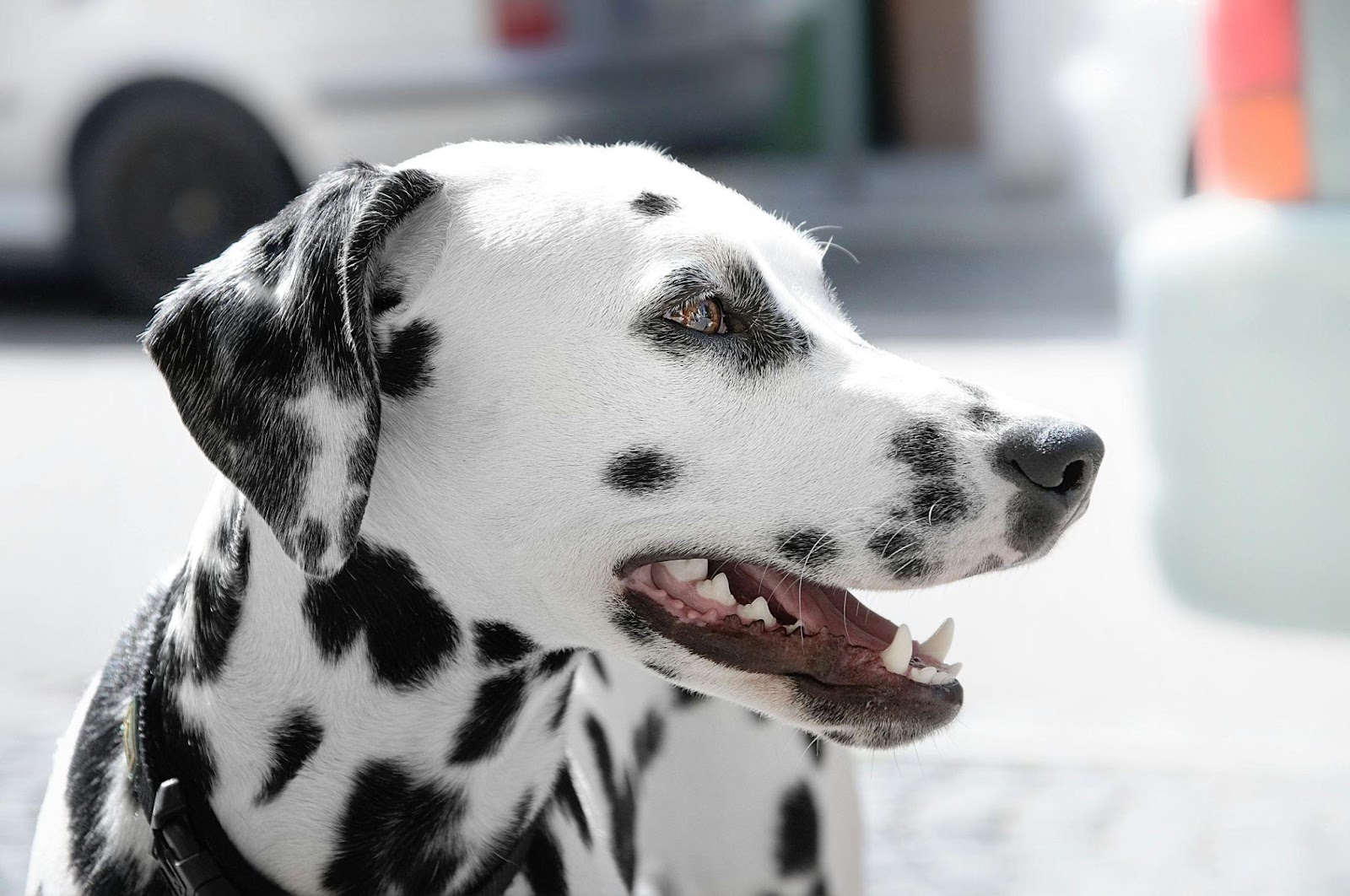 Dalmatians