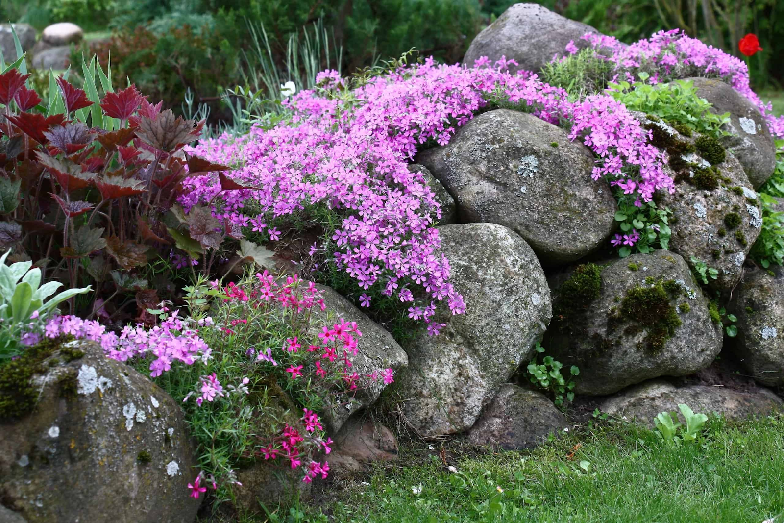 Botany of Creeping Phlox