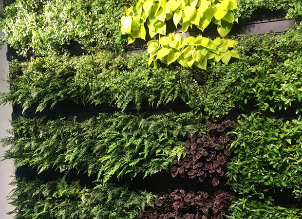 Plant Wall