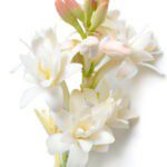 Tuberose Flower