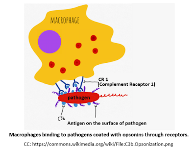 Microphages binding to pathogens coated with opsonin through receptors