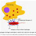 Complement System 3: 3 major functions of complement