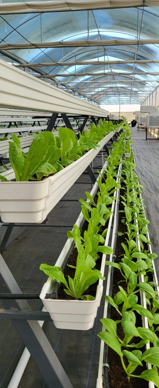 vertical gardens