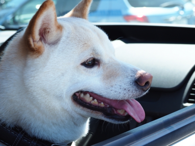 窓から外を見ている犬