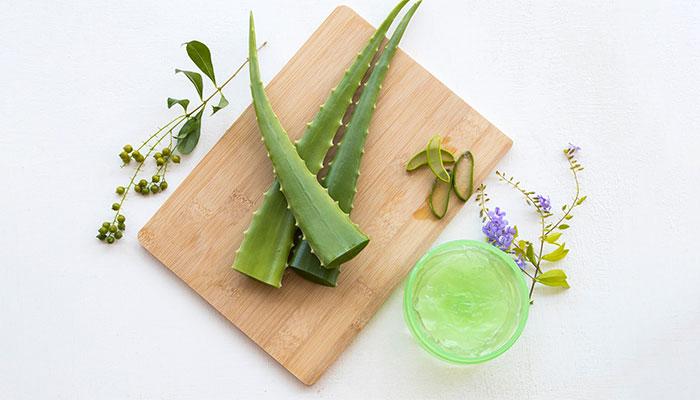 Top Benefits Of Aloe Vera For Skin : Best Aloe Vera Products | Nykaa's  Beauty Book