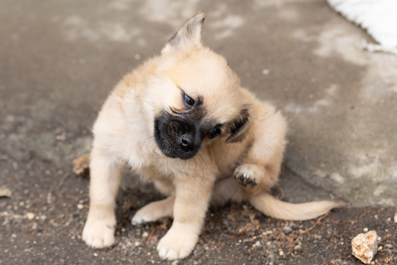 耳をかこうとする雑種の子犬
