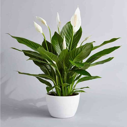 Peace Lily Plant Care