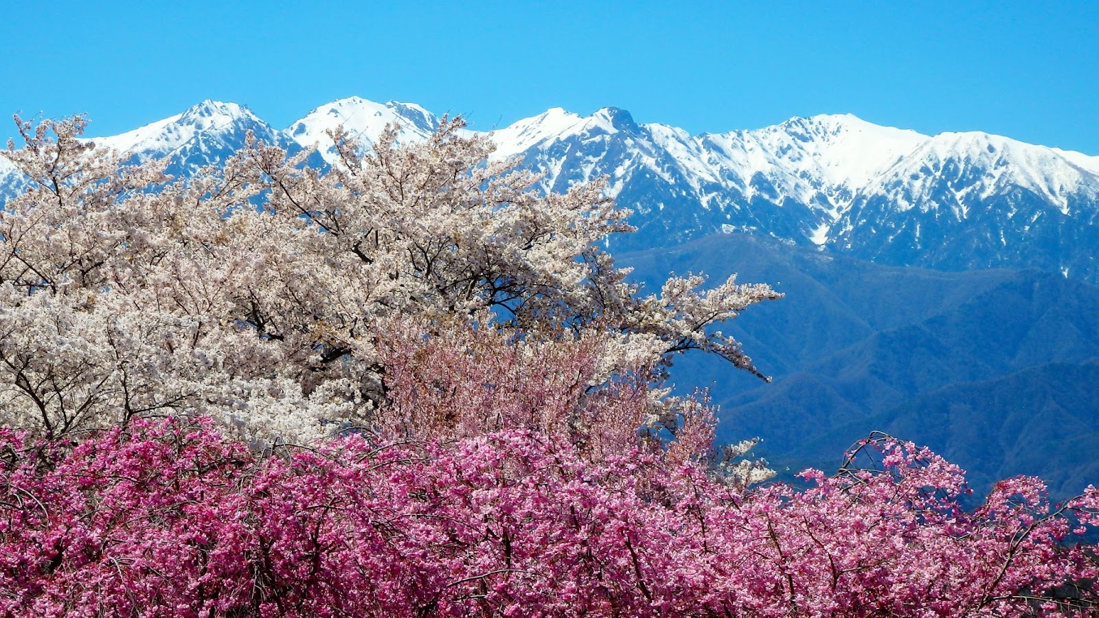 南アルプスと桜