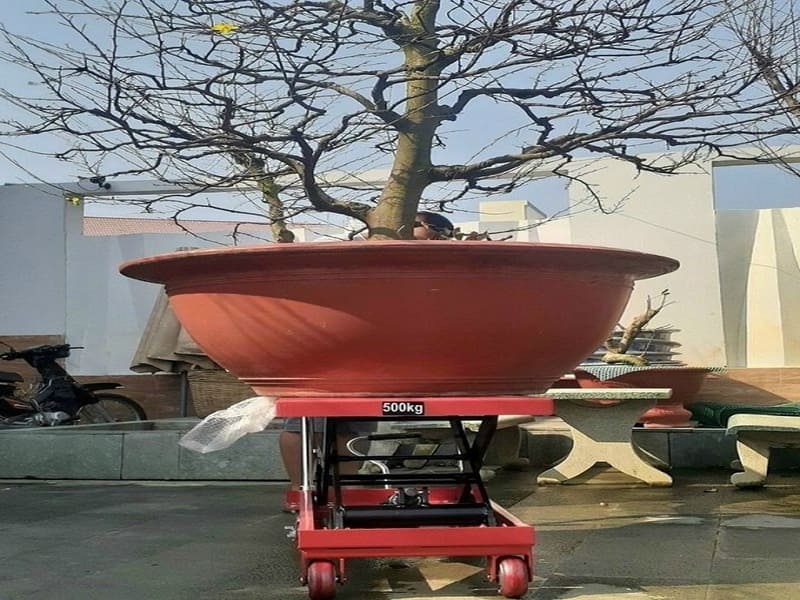Điểm qua các loại xe nâng chậu cây cảnh hot nhất Điểm qua các loại xe nâng chậu cây cảnh hot nhất