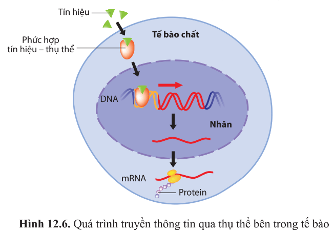 BÀI 12 - THÔNG TIN TẾ BÀO