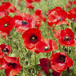 flowers names in hindi