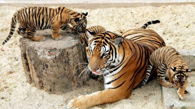 Anh em lô thủ có thể dựa vào kích thước con hổ mình mơ thấy để tìm con số tiềm năng