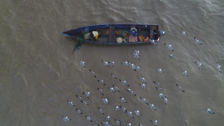 A boat with many birds in the water

Description automatically generated