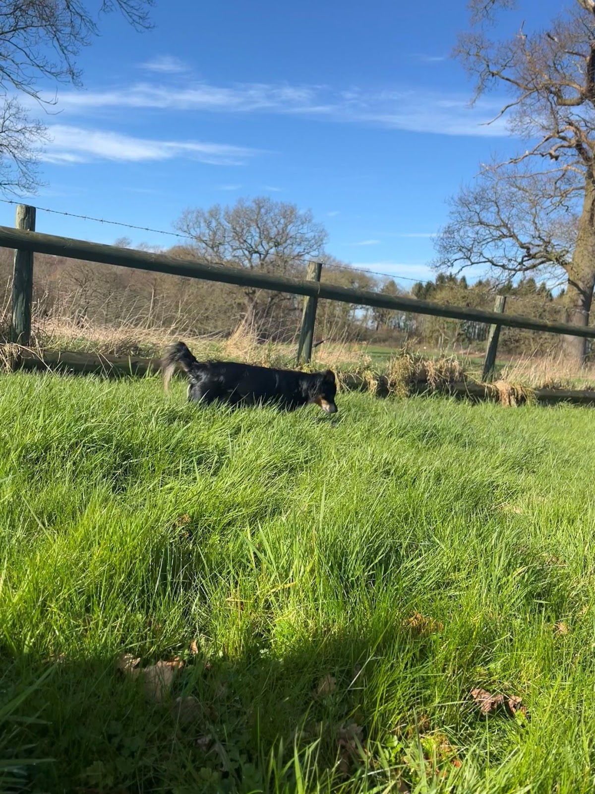 A dog in a grassy field

Description automatically generated with low confidence