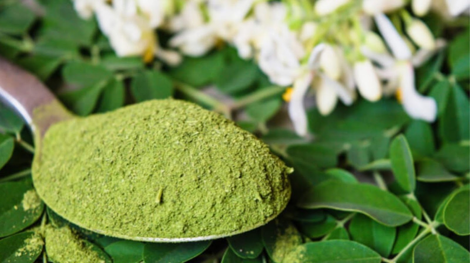 Moringa recipes
