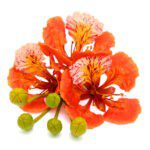 Delonix Regia