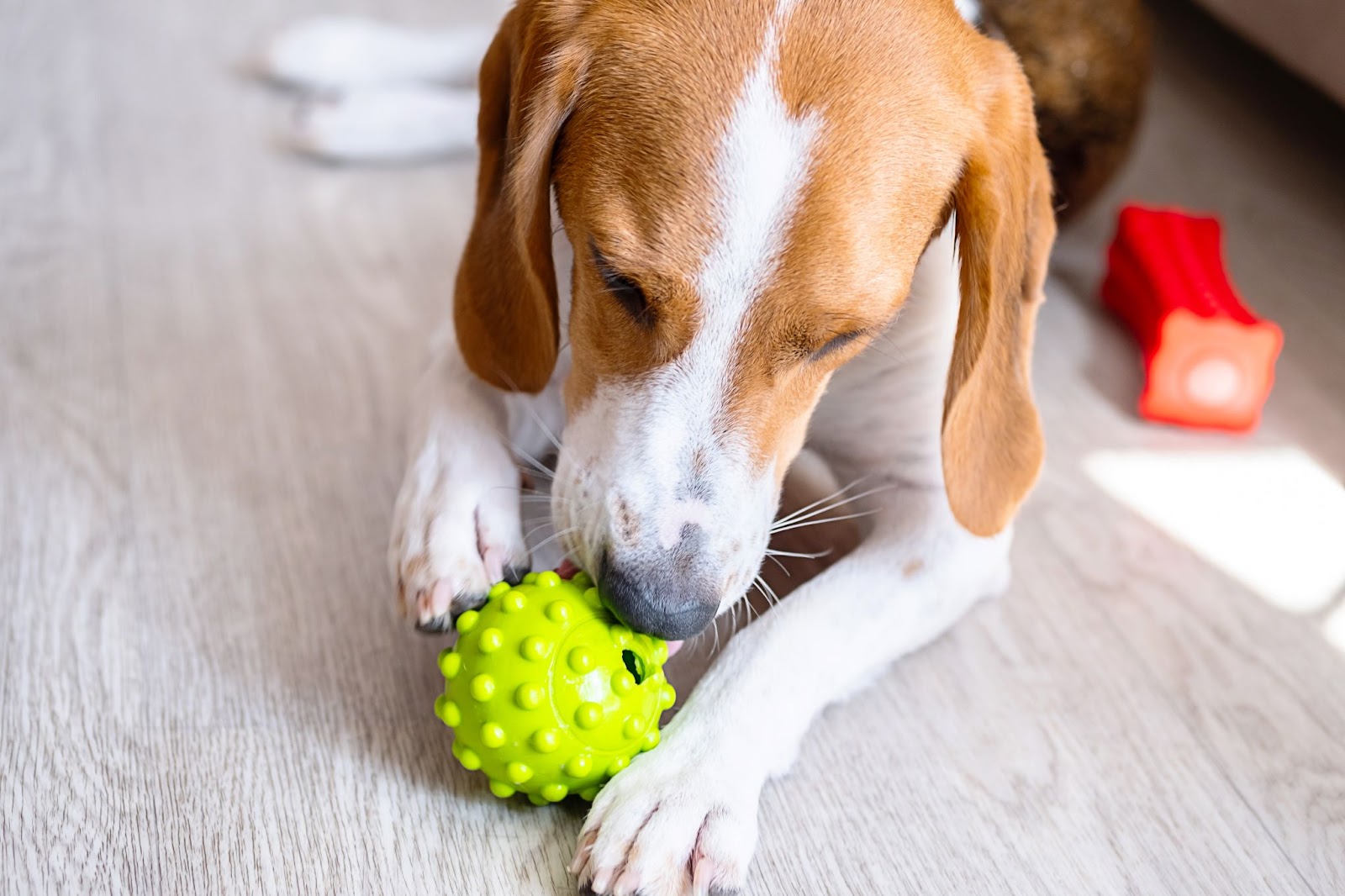 Benefits of Slow Down Dog’s Eating with Treat Dispensers