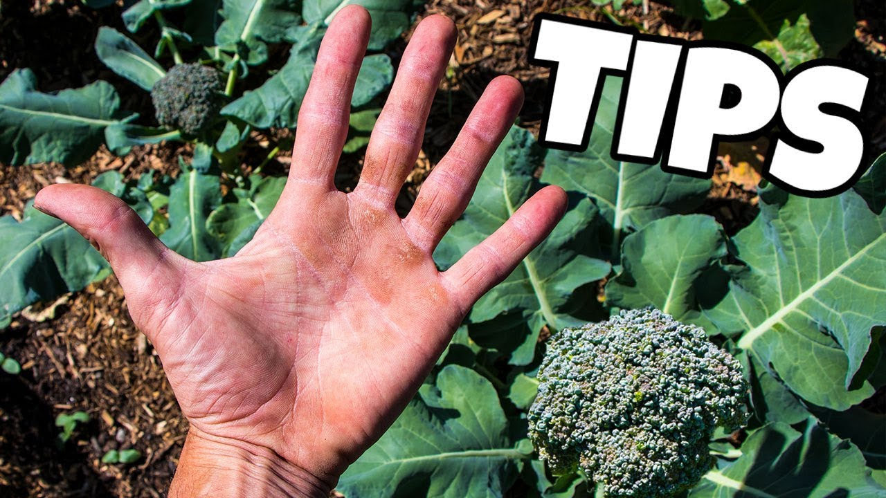 Care Tips about Broccoli Plant