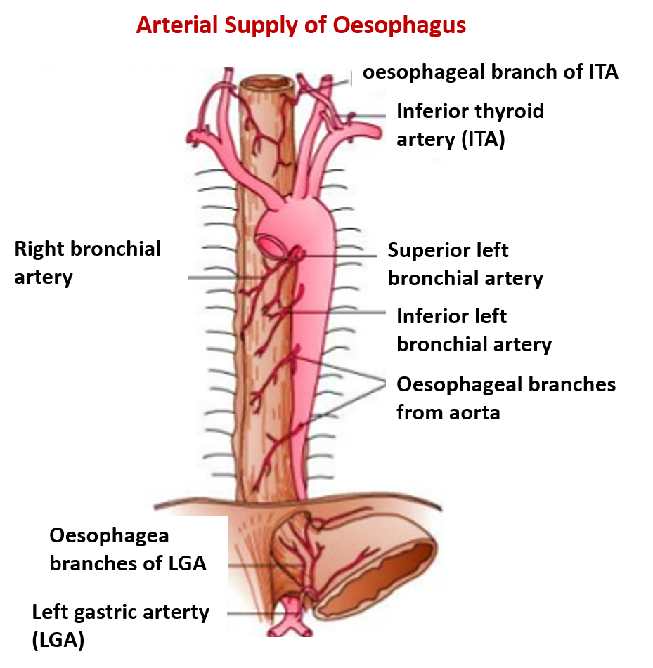 arteries supplying oesophagus