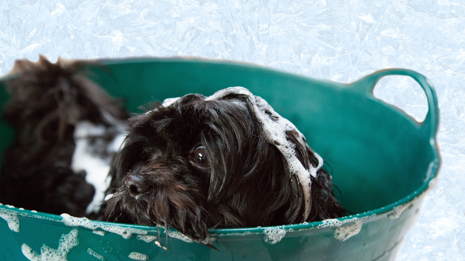 Using pet shampoo for a dog’s weekly bath and clean fur.