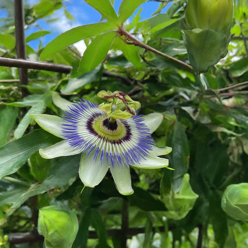 Propagating Passion Flowers